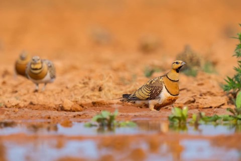 Pin-tailed Sandgrouse (Pterocles alchata) on a farmers field at a water pool, Belchite, Aragon,