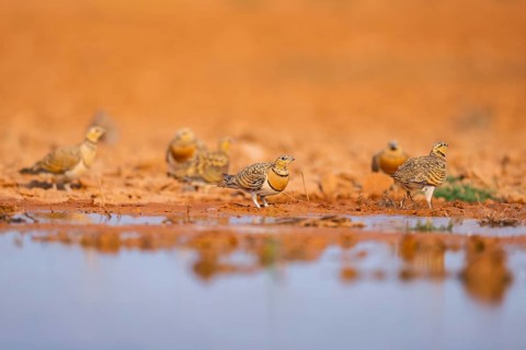 Pin-tailed Sandgrouse (Pterocles alchata) on a farmers field at a water pool, Belchite, Aragon,
