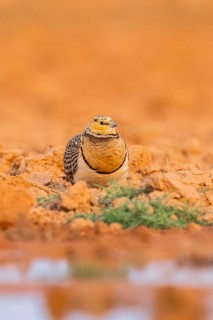 Pin-tailed Sandgrouse (Pterocles alchata) on a farmers field at a water pool, Belchite, Aragon,