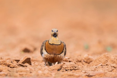 Pin-tailed Sandgrouse (Pterocles alchata) on a farmers field, Belchite, Aragon, Saragossa, Spain