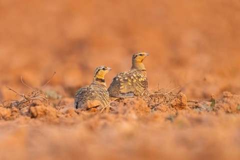 Pin-tailed Sandgrouse (Pterocles alchata) on a farmers field, Belchite, Aragon, Saragossa, Spain