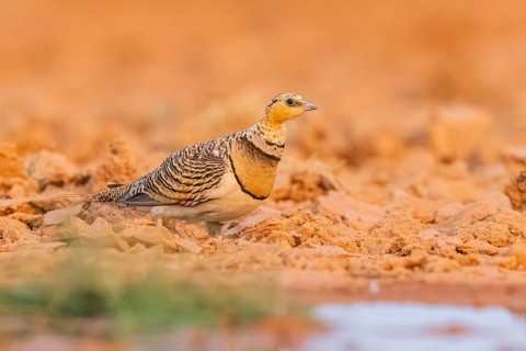 Pin-tailed Sandgrouse (Pterocles alchata) on a farmers field at a water pool, Belchite, Aragon,