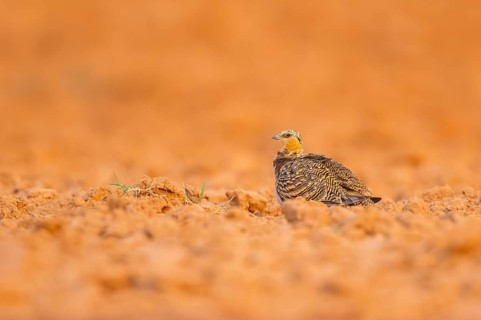 Pin-tailed Sandgrouse (Pterocles alchata) on a farmers field, Belchite, Aragon, Saragossa, Spain