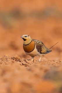 Pin-tailed Sandgrouse (Pterocles alchata) on a farmers field, Belchite, Aragon, Saragossa, Spain