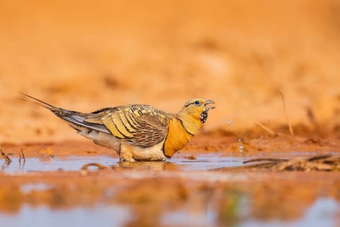 Pin-tailed Sandgrouse (Pterocles alchata) on a farmers field drinking at a water pool, Belchite,