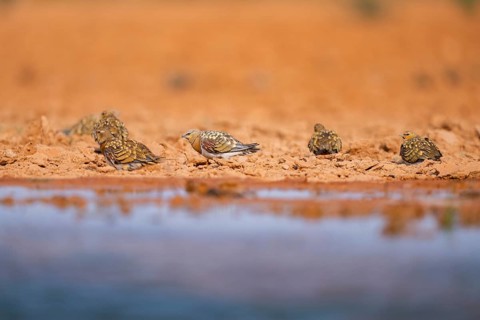 Pin-tailed Sandgrouse (Pterocles alchata) on a farmers field at a water pool, Belchite, Aragon,