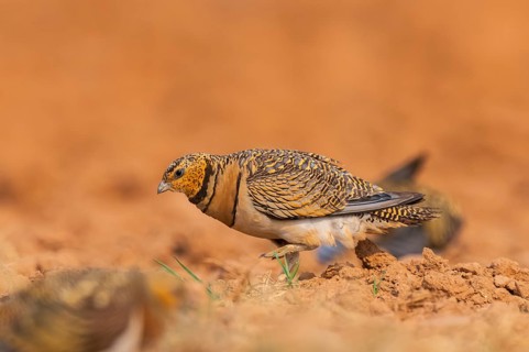 Pin-tailed Sandgrouse (Pterocles alchata) on a farmers field, Belchite, Aragon, Saragossa, Spain