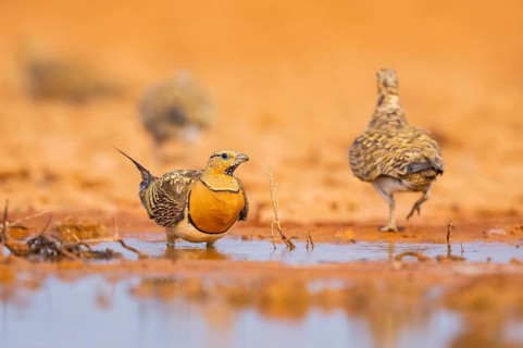 Pin-tailed Sandgrouse (Pterocles alchata) on a farmers field at a water pool, Belchite, Aragon,
