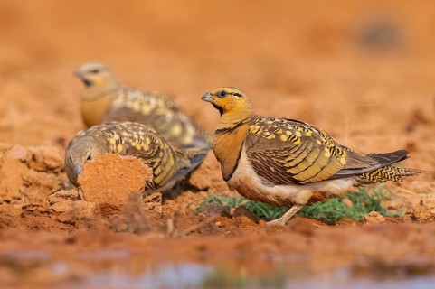 Pin-tailed Sandgrouse (Pterocles alchata) on a farmers field at a water pool, Belchite, Aragon,