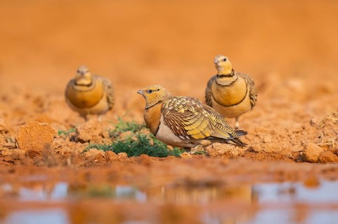 Pin-tailed Sandgrouse (Pterocles alchata) on a farmers field at a water pool, Belchite, Aragon,