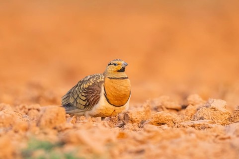 Pin-tailed Sandgrouse (Pterocles alchata) on a farmers field, Belchite, Aragon, Saragossa, Spain