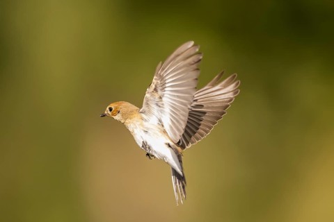 European Pied Flycatcher (Ficedula hypoleuca) in flight at a water pool, Pinos, Solsona, Catalonia,