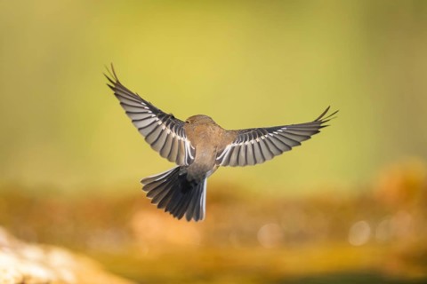European Pied Flycatcher (Ficedula hypoleuca) in flight at a water pool, Pinos, Solsona, Catalonia,