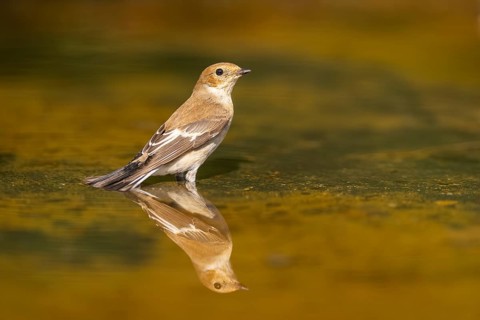 European Pied Flycatcher (Ficedula hypoleuca) bathing at a water pool, Pinos, Solsona, Catalonia,