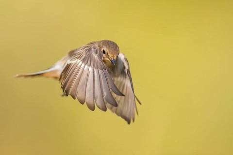 European Pied Flycatcher (Ficedula hypoleuca) in flight at a water pool, Pinos, Solsona, Catalonia,