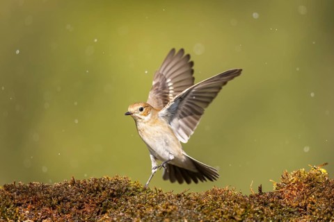 European Pied Flycatcher (Ficedula hypoleuca) in flight at a water pool, Pinos, Solsona, Catalonia,