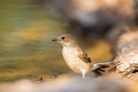 European Pied Flycatcher (Ficedula hypoleuca) at the shore of a water pool, Pinos, Solsona,