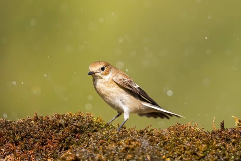 European Pied Flycatcher (Ficedula hypoleuca) sitting in moss in a forest, Pinos, Solsona,