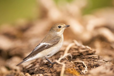 European Pied Flycatcher (Ficedula hypoleuca) in a forest, Pinos, Solsona, Catalonia, Spain