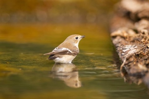 European Pied Flycatcher (Ficedula hypoleuca) bathing at a water pool, Pinos, Solsona, Catalonia,