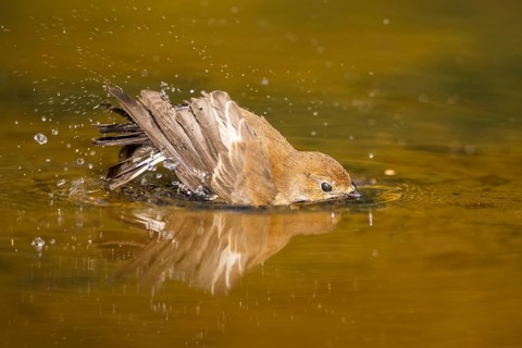 European Pied Flycatcher (Ficedula hypoleuca) bathing at a water pool, Pinos, Solsona, Catalonia,