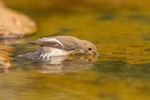 European Pied Flycatcher (Ficedula hypoleuca) bathing at a water pool, Pinos, Solsona, Catalonia,