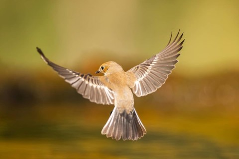 European Pied Flycatcher (Ficedula hypoleuca) in flight at a water pool, Pinos, Solsona, Catalonia,