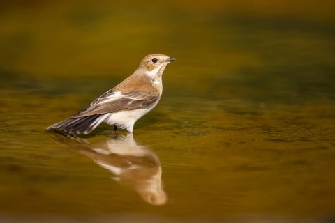 European Pied Flycatcher (Ficedula hypoleuca) bathing at a water pool, Pinos, Solsona, Catalonia,