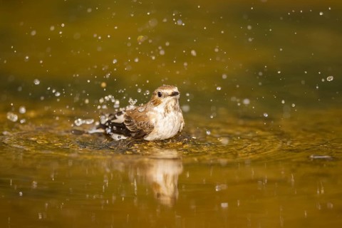 European Pied Flycatcher (Ficedula hypoleuca) bathing at a water pool, Pinos, Solsona, Catalonia,