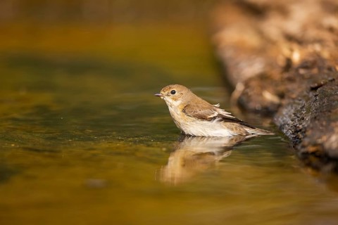 European Pied Flycatcher (Ficedula hypoleuca) bathing at a water pool, Pinos, Solsona, Catalonia,