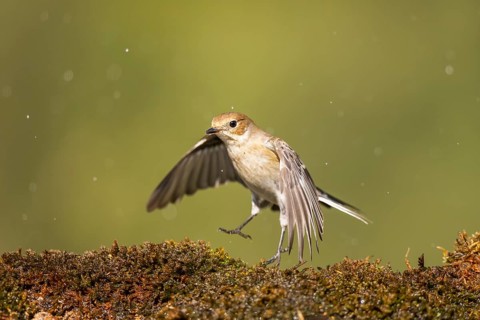 European Pied Flycatcher (Ficedula hypoleuca) in flight at a water pool, Pinos, Solsona, Catalonia,