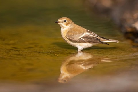 European Pied Flycatcher (Ficedula hypoleuca) bathing at a water pool, Pinos, Solsona, Catalonia,