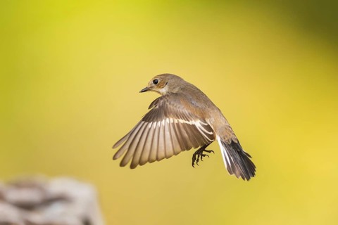 European Pied Flycatcher (Ficedula hypoleuca) in flight at a water pool, Pinos, Solsona, Catalonia,