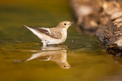 European Pied Flycatcher (Ficedula hypoleuca) bathing at a water pool, Pinos, Solsona, Catalonia,