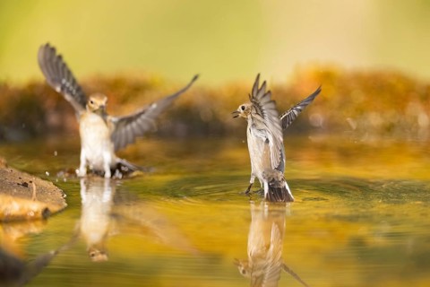 European Pied Flycatcher (Ficedula hypoleuca) in flight at a water pool, Pinos, Solsona, Catalonia,