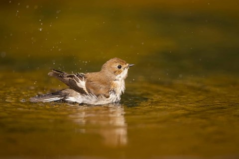 European Pied Flycatcher (Ficedula hypoleuca) bathing at a water pool, Pinos, Solsona, Catalonia,
