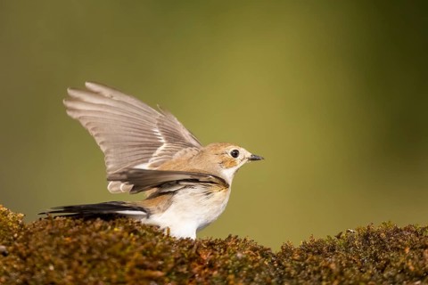 European Pied Flycatcher (Ficedula hypoleuca) in flight at a water pool, Pinos, Solsona, Catalonia,