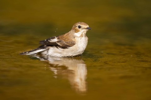 European Pied Flycatcher (Ficedula hypoleuca) bathing at a water pool, Pinos, Solsona, Catalonia,