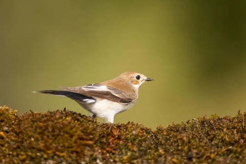 European Pied Flycatcher (Ficedula hypoleuca) sitting in moss in a forest, Pinos, Solsona,