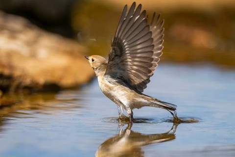 European Pied Flycatcher (Ficedula hypoleuca) in flight at a water pool, Pinos, Solsona, Catalonia,