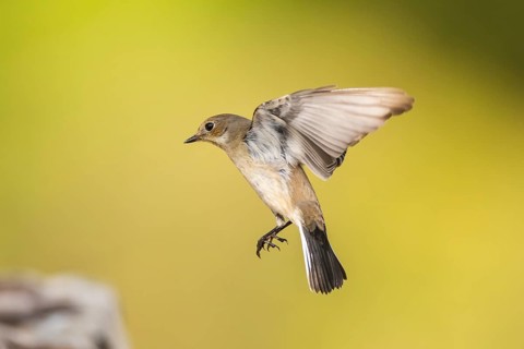 European Pied Flycatcher (Ficedula hypoleuca) in flight at a water pool, Pinos, Solsona, Catalonia,