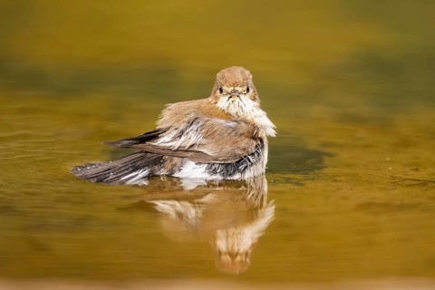 European Pied Flycatcher (Ficedula hypoleuca) bathing at a water pool, Pinos, Solsona, Catalonia,