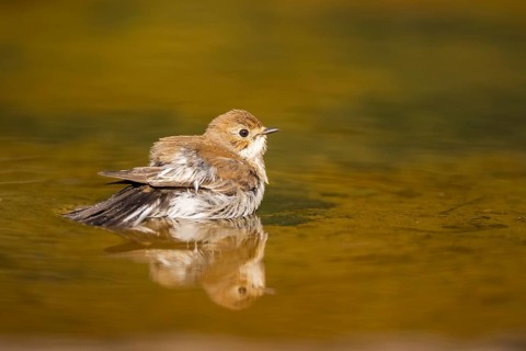 European Pied Flycatcher (Ficedula hypoleuca) bathing at a water pool, Pinos, Solsona, Catalonia,