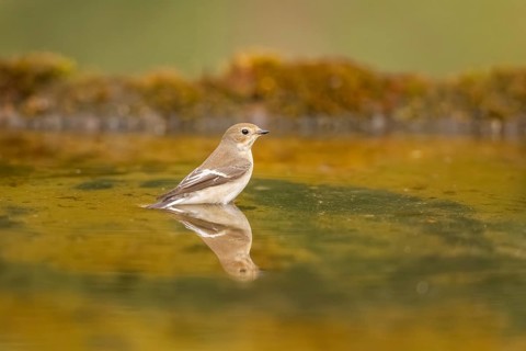 European Pied Flycatcher (Ficedula hypoleuca) bathing at a water pool, Pinos, Solsona, Catalonia,