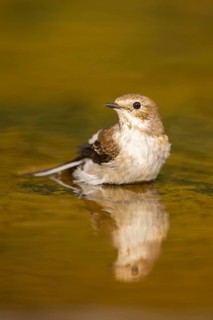 European Pied Flycatcher (Ficedula hypoleuca) bathing at a water pool, Pinos, Solsona, Catalonia,