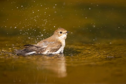 European Pied Flycatcher (Ficedula hypoleuca) bathing at a water pool, Pinos, Solsona, Catalonia,