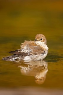European Pied Flycatcher (Ficedula hypoleuca) bathing at a water pool, Pinos, Solsona, Catalonia,
