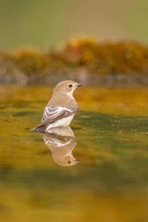 European Pied Flycatcher (Ficedula hypoleuca) bathing at a water pool, Pinos, Solsona, Catalonia,