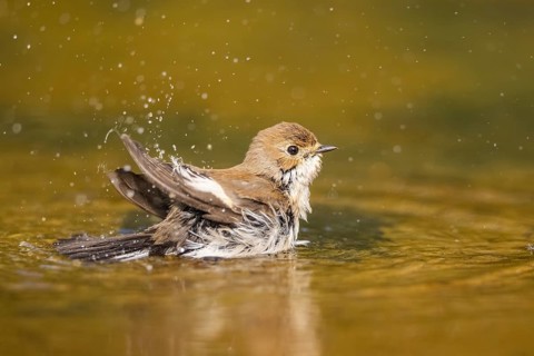 European Pied Flycatcher (Ficedula hypoleuca) bathing at a water pool, Pinos, Solsona, Catalonia,