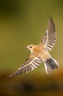 European Pied Flycatcher (Ficedula hypoleuca) in flight at a water pool, Pinos, Solsona, Catalonia,